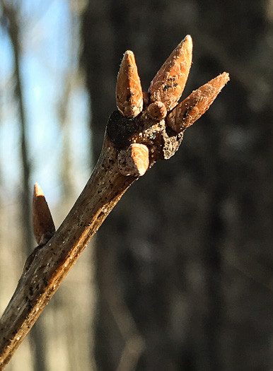 image of Quercus montana, Rock Chestnut Oak, Mountain Oak, Tanbark Oak