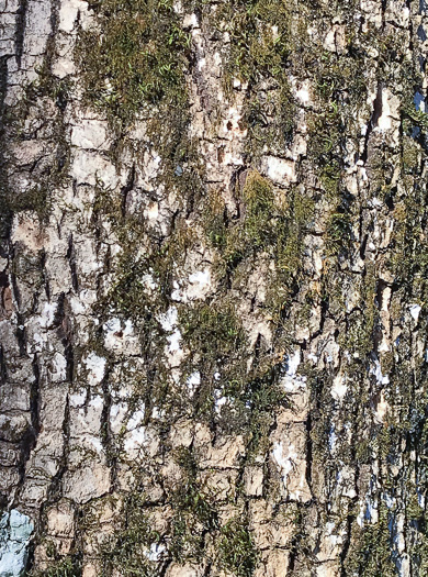 image of Fraxinus americana, White Ash, American Ash