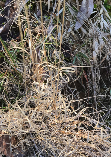 image of Aristida purpurascens, Arrowfeather, Arrowfeather Three-awn