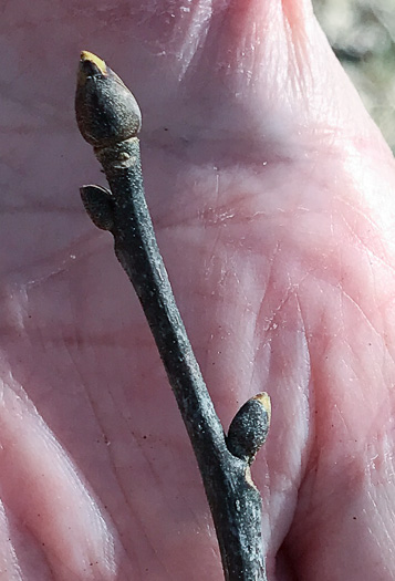 image of Nyssa sylvatica, Blackgum, Black Tupelo, Sour Gum