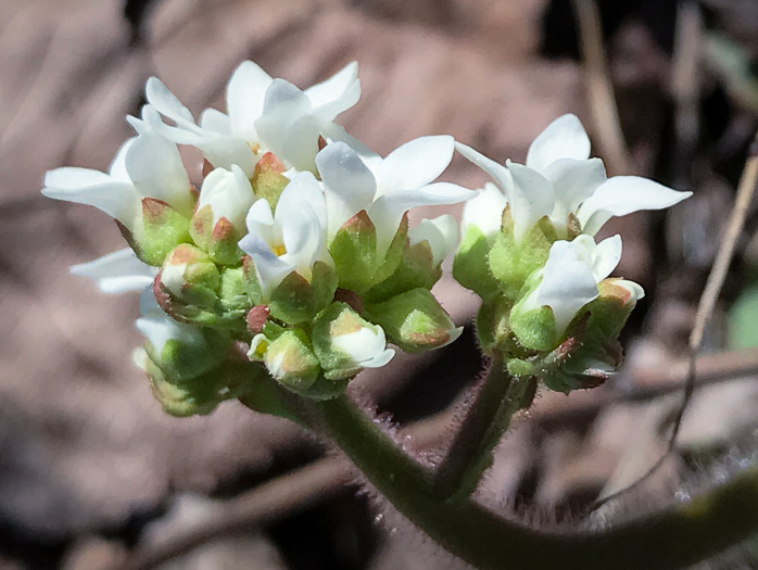 image of Micranthes virginiensis, Early Saxifrage