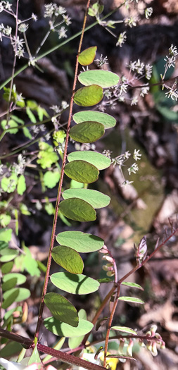 image of Vicia caroliniana, Carolina Vetch, Wood Vetch, Pale Vetch