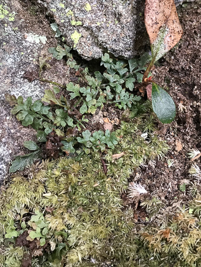 image of Asplenium montanum, Mountain Spleenwort