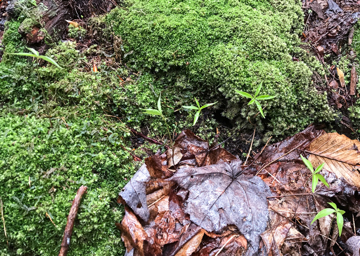 image of Medeola virginiana, Indian Cucumber-root