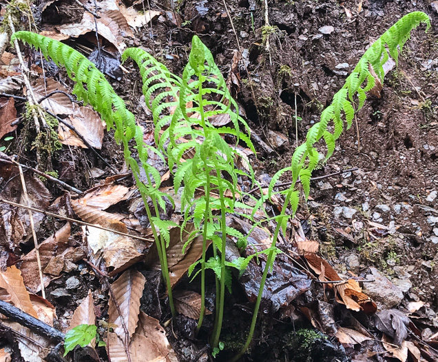 image of Deparia acrostichoides, Silvery Glade Fern, Silvery Spleenwort