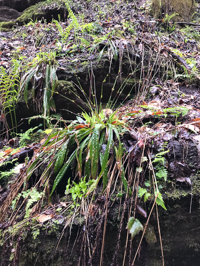 image of Carex plantaginea, Seersucker Sedge, Plantainleaf Sedge