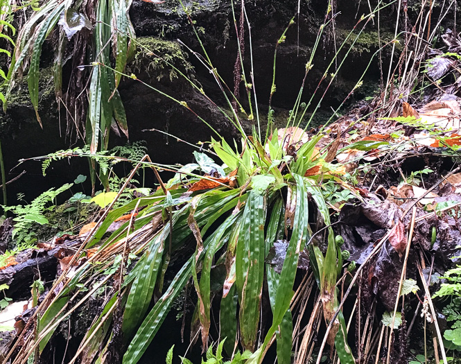 image of Carex plantaginea, Seersucker Sedge, Plantainleaf Sedge