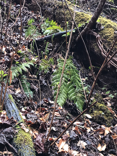 image of Dryopteris intermedia, Evergreen Woodfern, Fancy Fern, Intermediate Woodfern