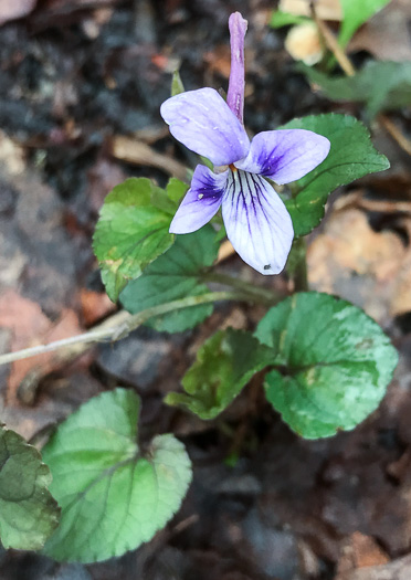 image of Viola rostrata, Longspur Violet