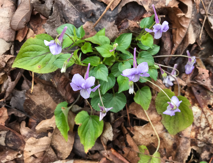 image of Viola rostrata, Longspur Violet