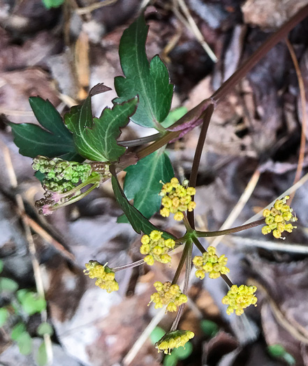 image of Zizia trifoliata, Mountain Golden-Alexanders