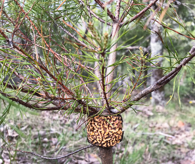 image of Pinus virginiana, Virginia Pine, Scrub Pine, Jersey Pine, Possum Pine