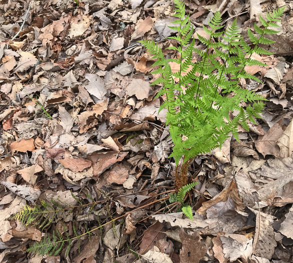 image of Dryopteris marginalis, Marginal Woodfern, Marginal Shield-fern