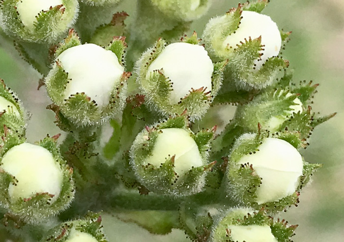 image of Crataegus mollis var. lanuginosa, Woolly Hawthorn, Webb City Hawthorn