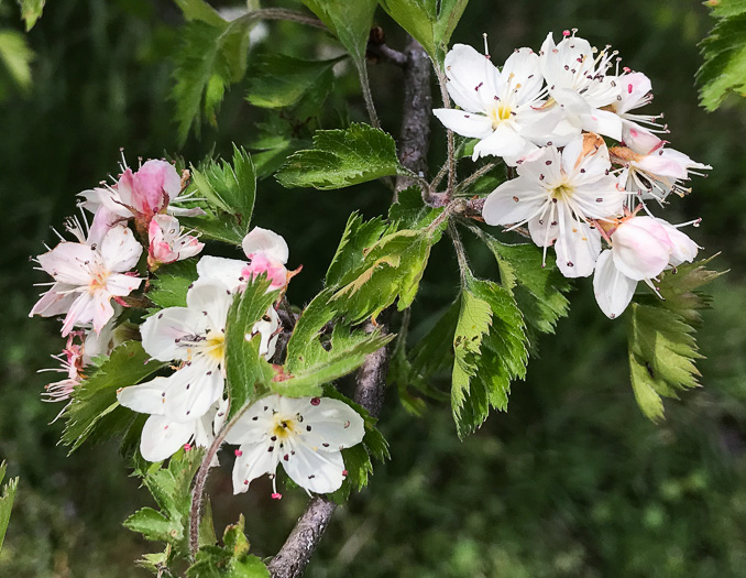 image of Crataegus marshallii, Parsley Hawthorn, Parsley Haw