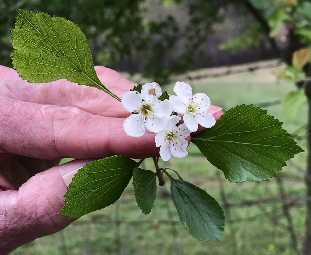 image of Crataegus visenda, Bristol Hawthorn