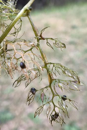 image of Utricularia radiata, Small Swollen Bladderwort, Floating Bladderwort, little floating bladderwort