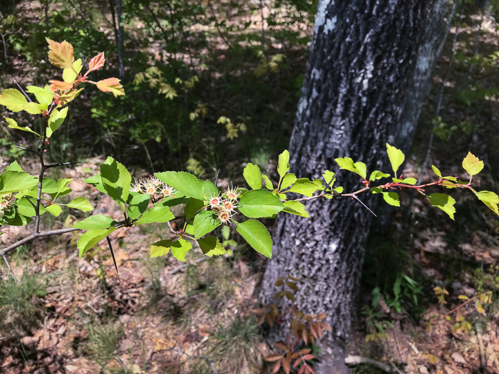 image of Crataegus aff. pinetorum, pineland hawthorn