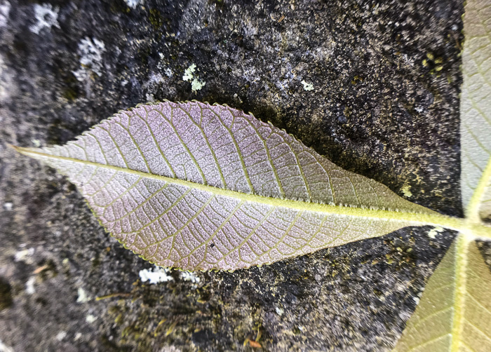 image of Carya pallida, Sand Hickory, Pale Hickory