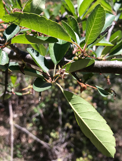 image of Malus angustifolia, Southern Crabapple, Wild Crabapple