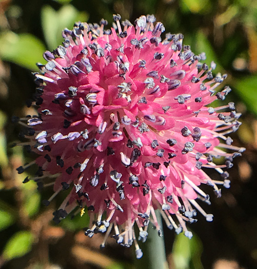 image of Helonias bullata, Swamp Pink