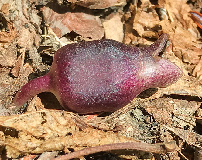 image of Hexastylis rhombiformis, French Broad Heartleaf, Carolina Heartleaf