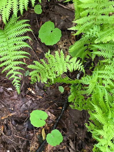 image of Sanguinaria canadensis, Bloodroot, Red Puccoon