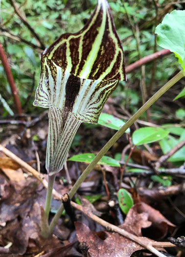 image of Arisaema triphyllum, Common Jack-in-the-Pulpit, Indian Turnip