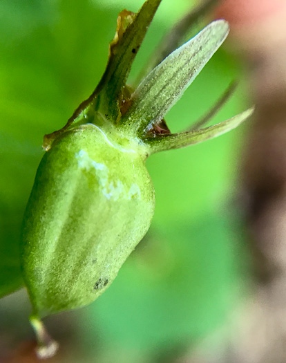 image of Viola eriocarpa, Smooth Yellow Forest Violet, Smooth Yellow Violet