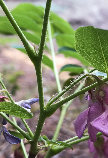 image of Robinia hispida var. rosea, Boynton's Locust