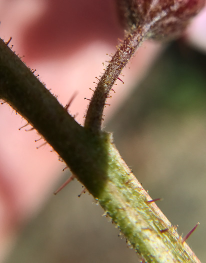 image of Robinia hispida var. kelseyi, Kelsey's Locust