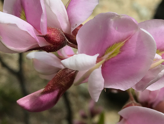 image of Robinia hispida var. kelseyi, Kelsey's Locust