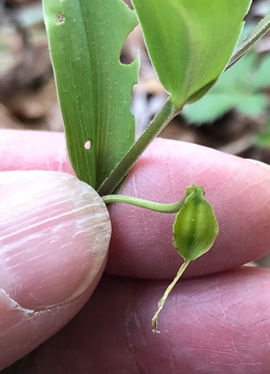 image of Uvularia puberula, Mountain Bellwort, Appalachian Bellwort, Carolina Bellwort, Coastal Bellwort