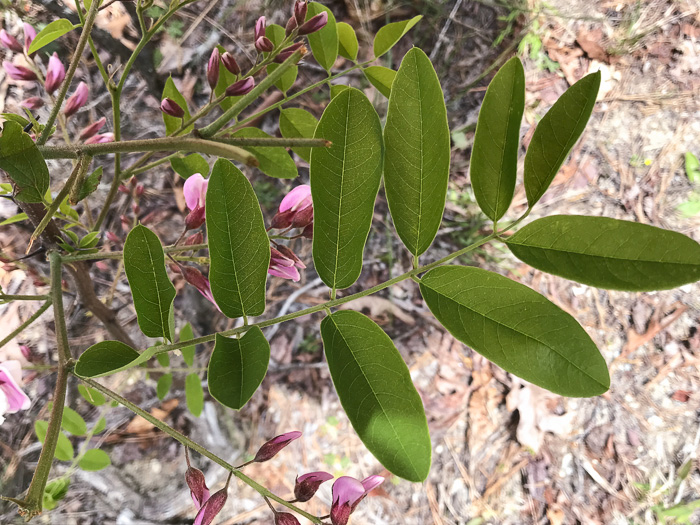 image of Robinia hispida var. kelseyi, Kelsey's Locust