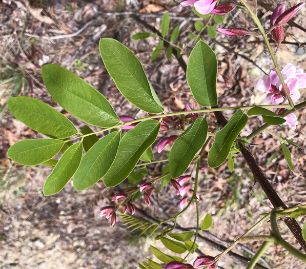 image of Robinia hispida var. kelseyi, Kelsey's Locust