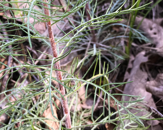 image of Ipomopsis rubra, Standing-cypress, Spanish-larkspur