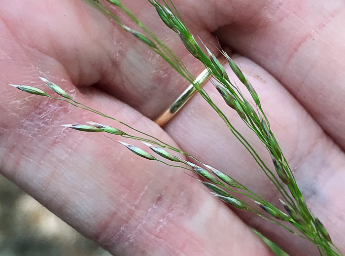 image of Avenella flexuosa, Appalachian Hairgrass, Crinkled Hairgrass, Common Hairgrass, Wavy Hairgrass