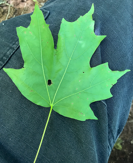 image of Acer floridanum, Southern Sugar Maple, Florida Maple