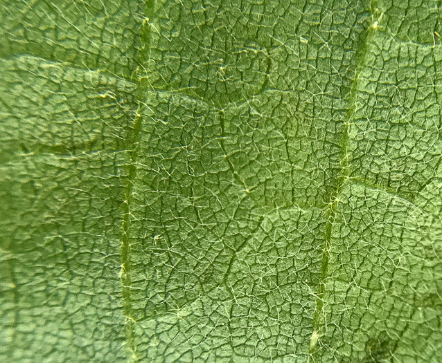 image of Tilia americana var. heterophylla, Mountain Basswood, White Basswood