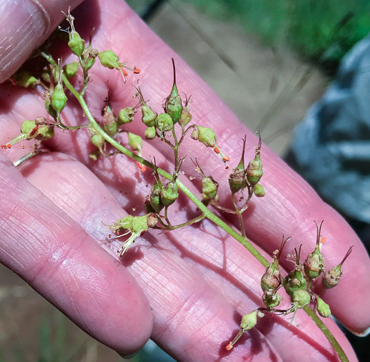 image of Heuchera americana, American Alumroot