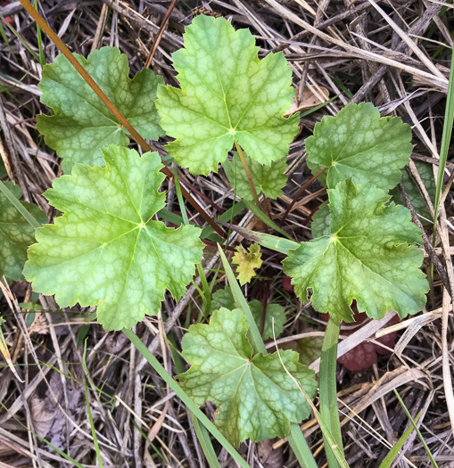 image of Heuchera americana, American Alumroot