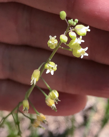 image of Borodinia canadensis, Canada Rockcress, Sicklepod