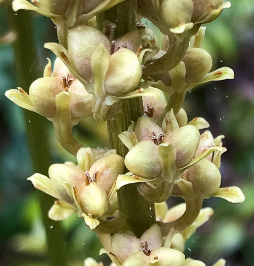 image of Helonias bullata, Swamp Pink