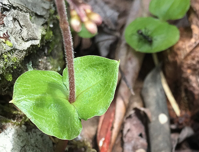 image of Neottia smallii, Kidneyleaf Twayblade, Appalachian Twayblade, Small's Twayblade