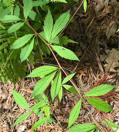 image of Gillenia trifoliata, Bowman's Root, Mountain Indian Physic, Fawn's Breath