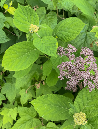 image of Hydrangea arborescens, Smooth Hydrangea, Sevenbark, Northern Wild Hydrangea