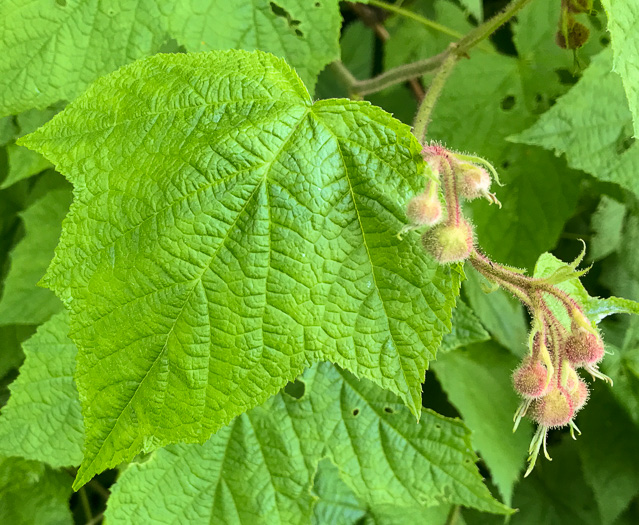 image of Rubacer odoratum, Purple Flowering-raspberry, Thimbleberry, Eastern Mapleleaf-raspberry