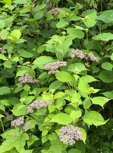 image of Hydrangea arborescens, Smooth Hydrangea, Sevenbark, Northern Wild Hydrangea