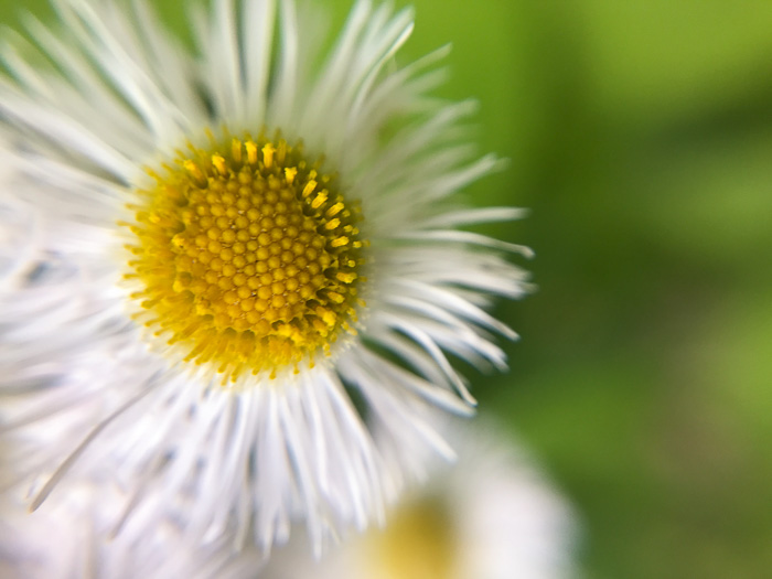 image of Erigeron philadelphicus var. philadelphicus, Daisy Fleabane, Philadelphia Fleabane, Philadelphia-daisy, Common Fleabane