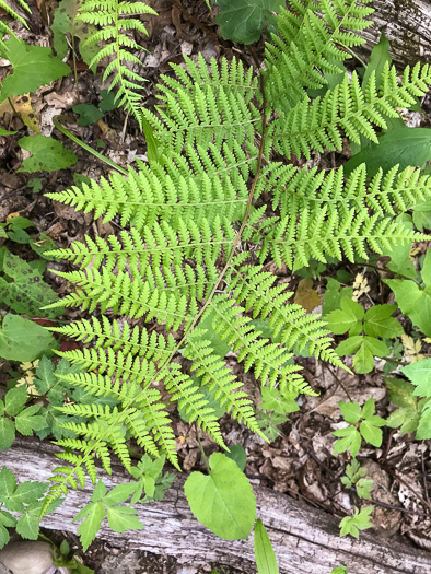 image of Athyrium asplenioides, Southern Lady Fern